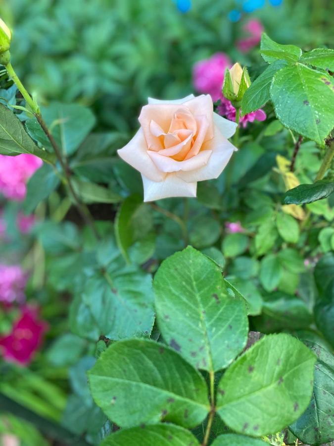Garden Apartments 布莱德 外观 照片